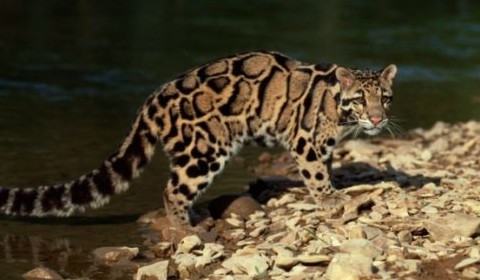 Clouded Leopard